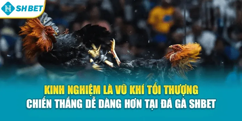 Kinh nghiệm là vũ khí tối thượng – Chiến thắng dễ dàng hơn tại Đá gà SHBET